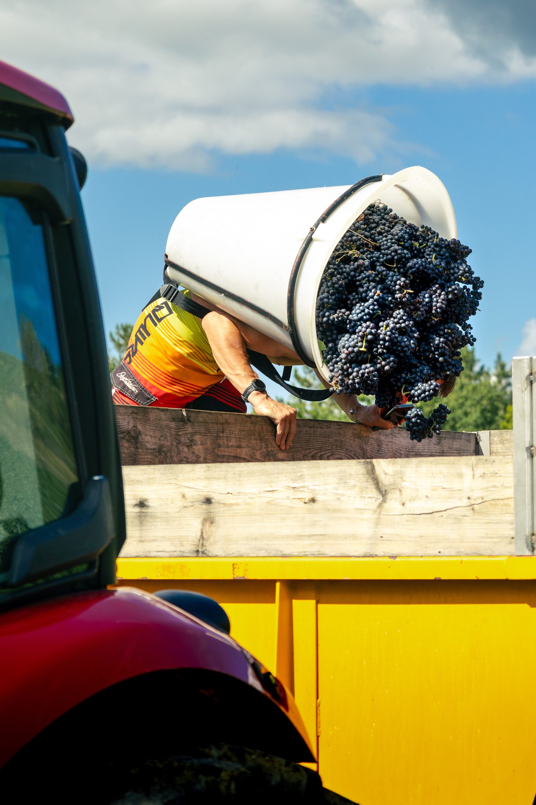 vendangeur en train de remplir la remorque du tracteur